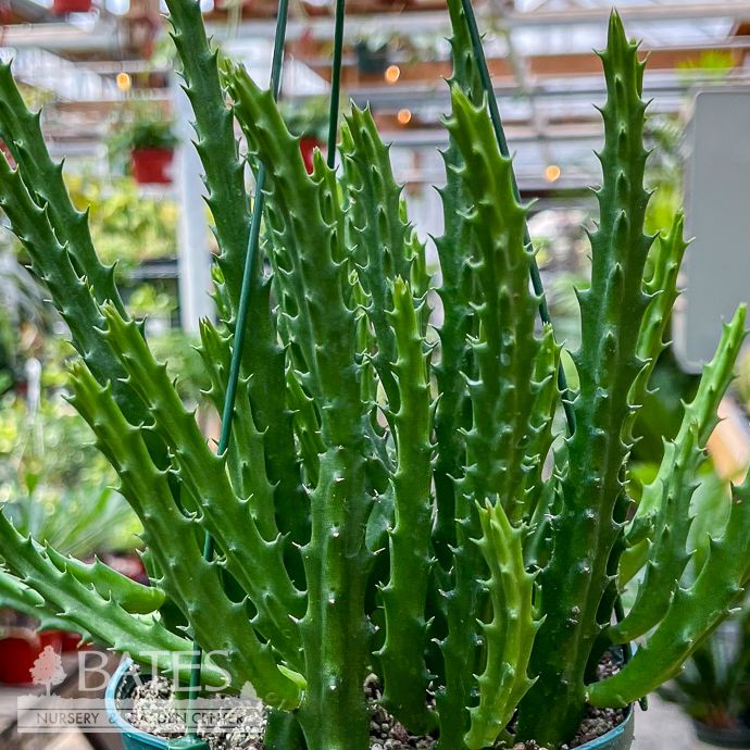 6p! Cactus Orbea Mutabilis /Purple Starfish Plant /Tropical