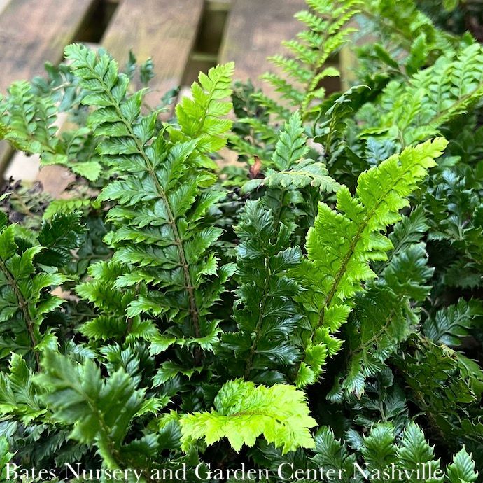 4p! Fern - Tassel Fern  /Tropical
