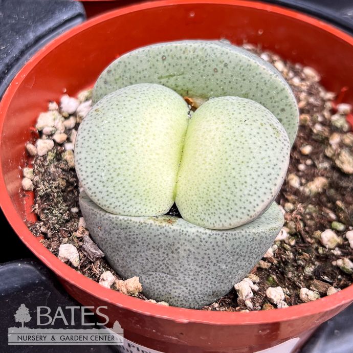 4p! Pleiospilos / Giant Split Rocks Green Succulent /Tropical