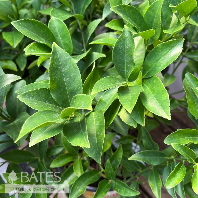 Edible 8p! Citrus Key Lime/Meyer Lime Cocktail BUSH /Tropical - No Warranty