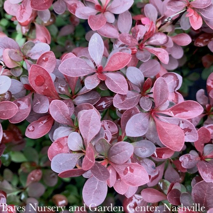 #3 Berberis thun Crimson Pygmy/ Dwarf Barberry