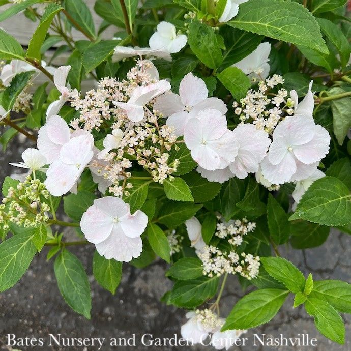13HB  Hydrangea mac PW Fairytrail Bride/ White to Pink Cascading - No Warranty