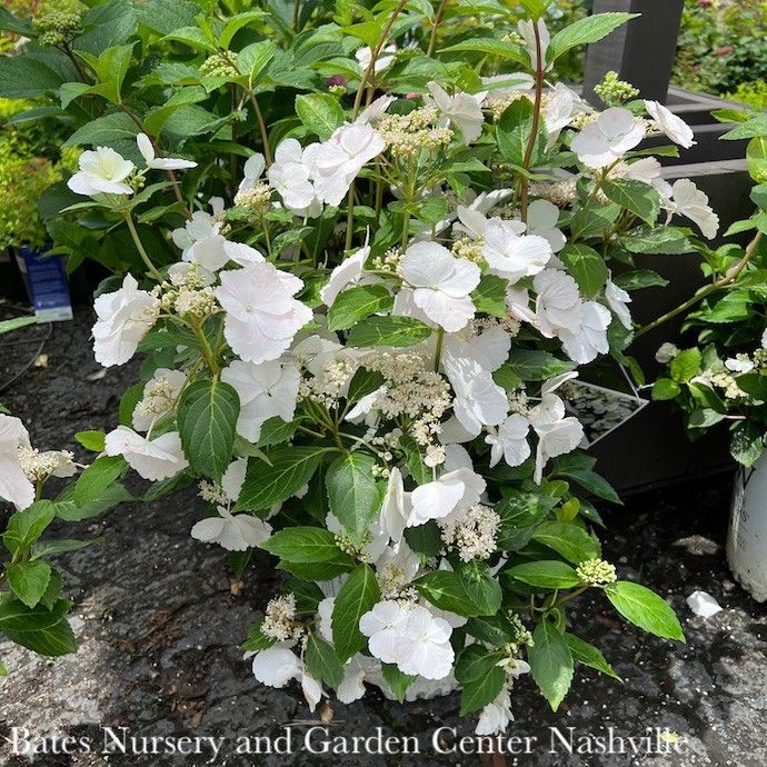 13HB  Hydrangea mac PW Fairytrail Bride/ White to Pink Cascading - No Warranty