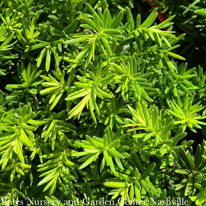 #5 18" Taxus x media Densiformis/ Dense Yew