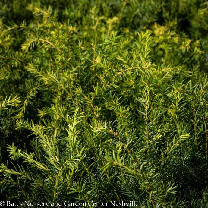 #5 18" Taxus x media Densiformis/ Dense Yew