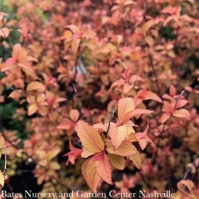 #3 Spiraea japon Magic Carpet/ Gold Foliage, Pink Flowers