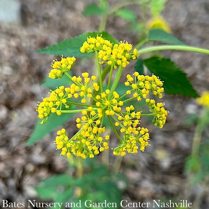 #1 Zizia aurea/ Golden Alexander Native (TN)