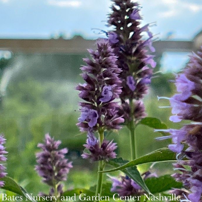 #1 Agastache x Beelicious Purple/ Compact