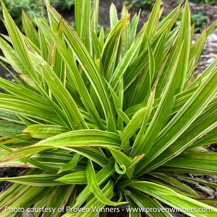 Grass #1 Carex plant PW Shade Fanfare/ Variegated Sedge