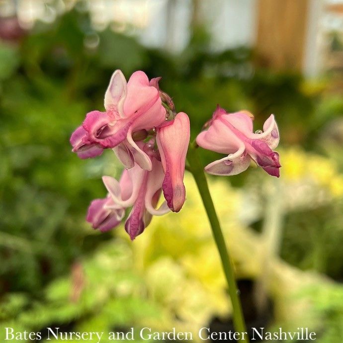 #1 Dicentra x PW Pink Diamonds/ Fernleaf Bleeding Heart