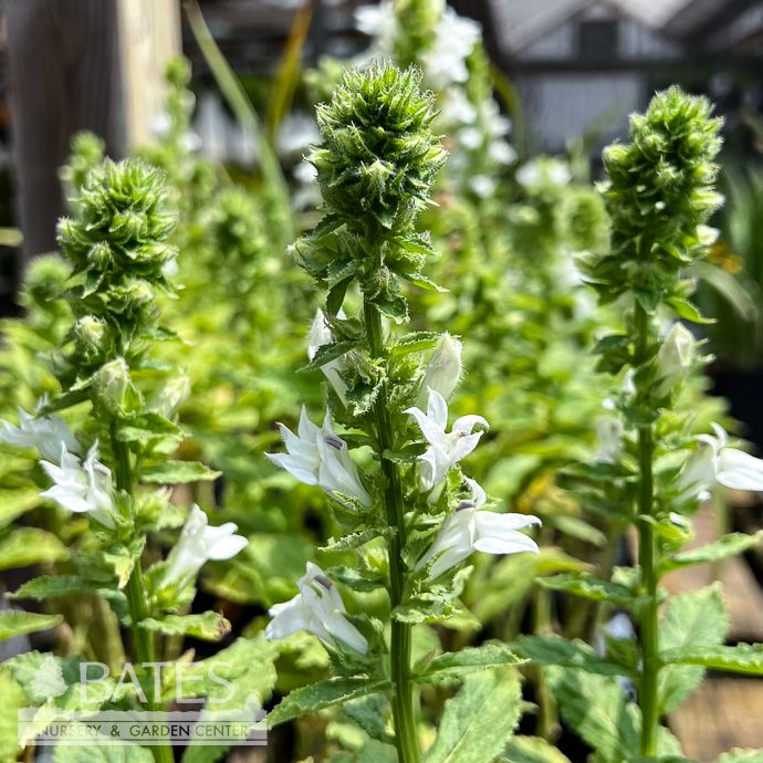 #1 Lobelia siphilitica Alba/ White Cardinal Flower Native (TN)