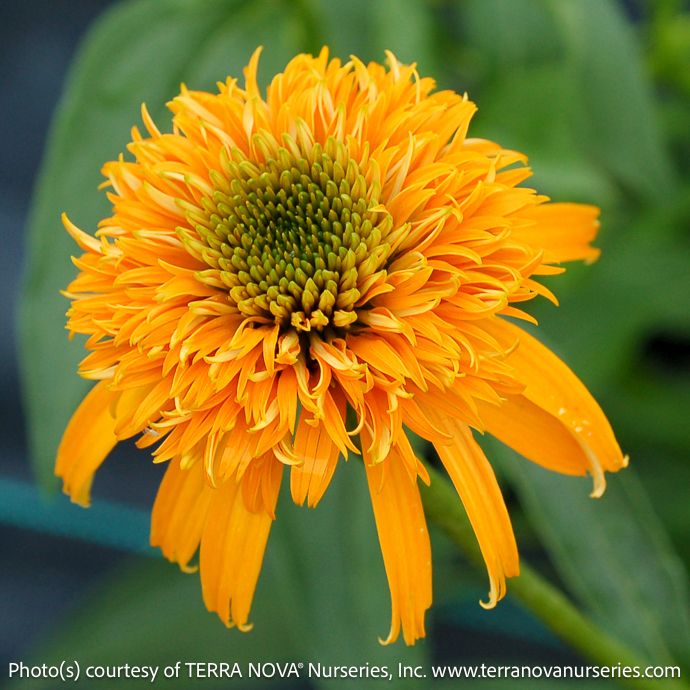 #1 Echinacea x Secret Glow/ Compact Yellow Double Coneflower