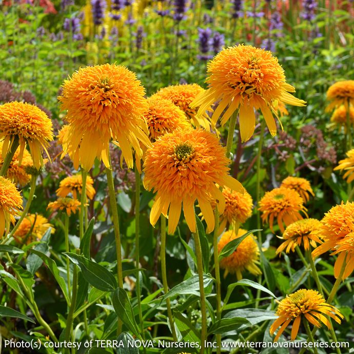 #1 Echinacea x Secret Glow/ Compact Yellow Double Coneflower