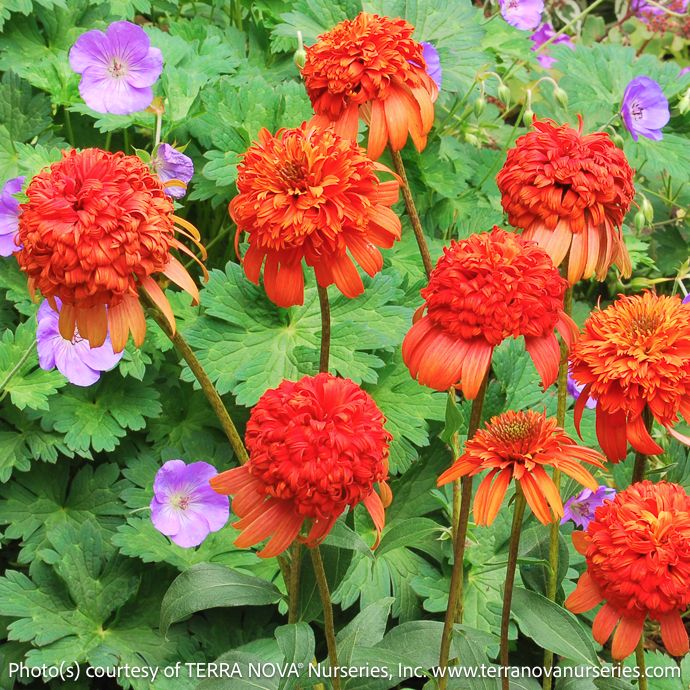 #1 Echinacea x Secret Lust/ Compact Red Orange Double Coneflower