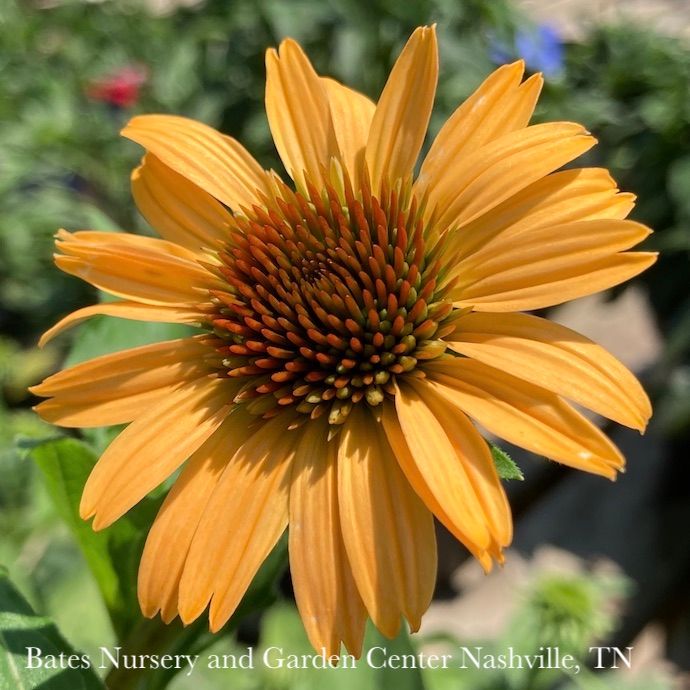 #1 Echinacea x PW Supreme 'Cantaloupe'/ Double Orange Coneflower