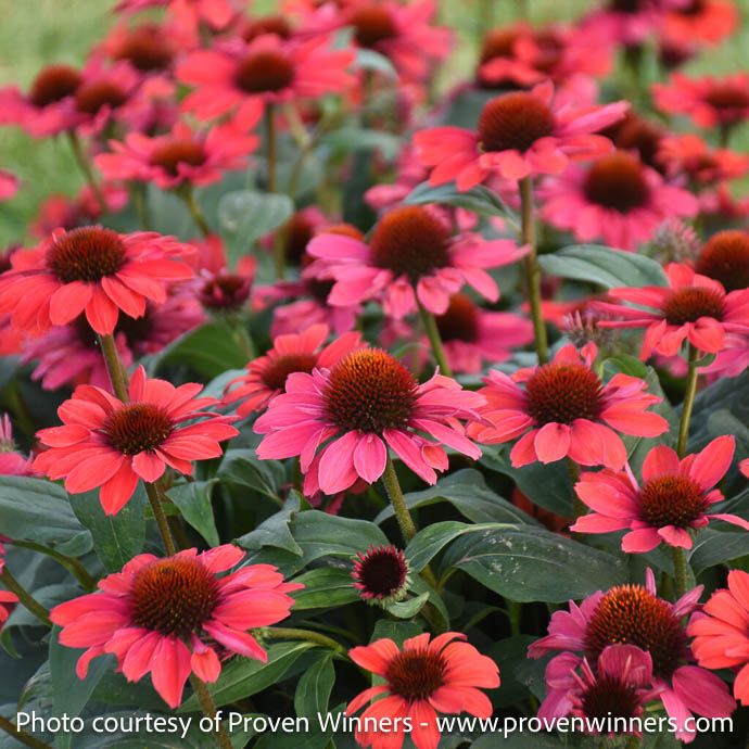 #1 Echinacea x PW Color Coded 'Knock 'em Red'/ Coneflower