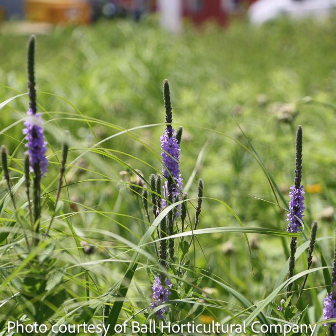 #1 Verbena stricta/ Hoary Vervain Native (TN)