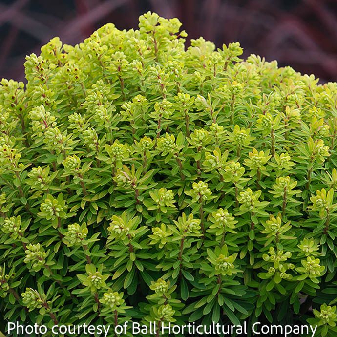 #1 Euphorbia x martinii Sahara 'Tiny Treasure'/ Spurge