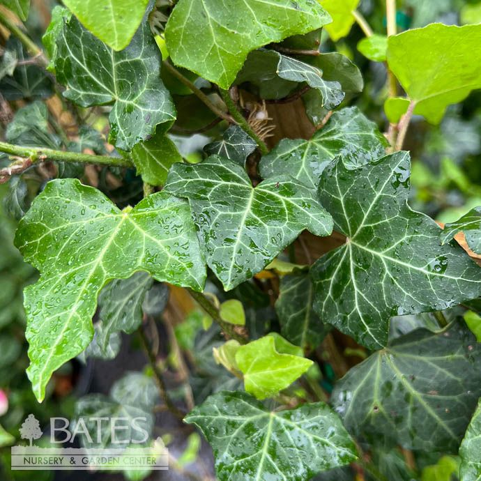 #5 Hedera helix Thorndale/ English Ivy