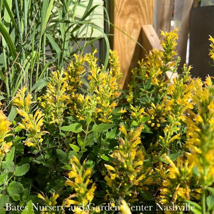 #1s Agastache x Poquito Butter Yellow/ Hummingbird Mint