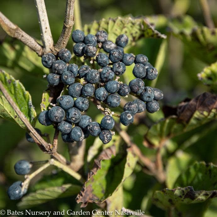 #2 Viburnum dent Sparkler/ Arrowwood Native (TN)