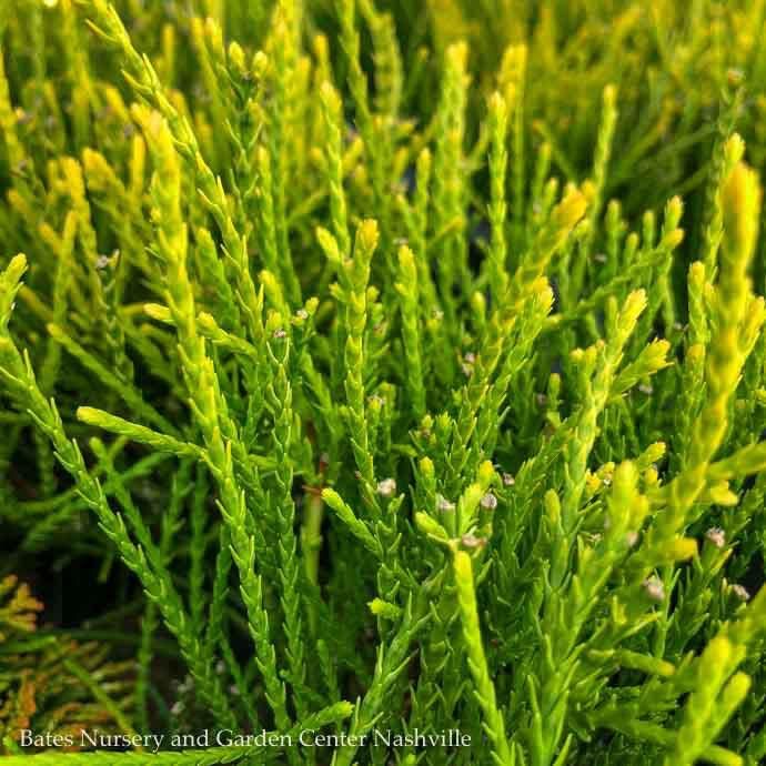 #2 Platycadus (Thuja) orient Franky Boy/ Dwarf Chinese Arborvitae