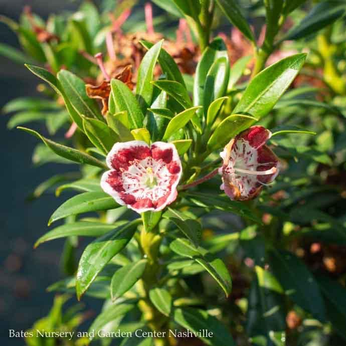 #2 Kalmia latifolia Minuet/ Dwarf Mountain Laurel Native (TN) - No Warranty