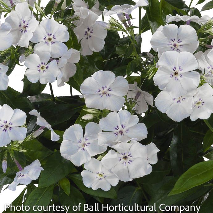 #1 Phlox pan Flame 'Light Blue'/ Garden Native (TN)