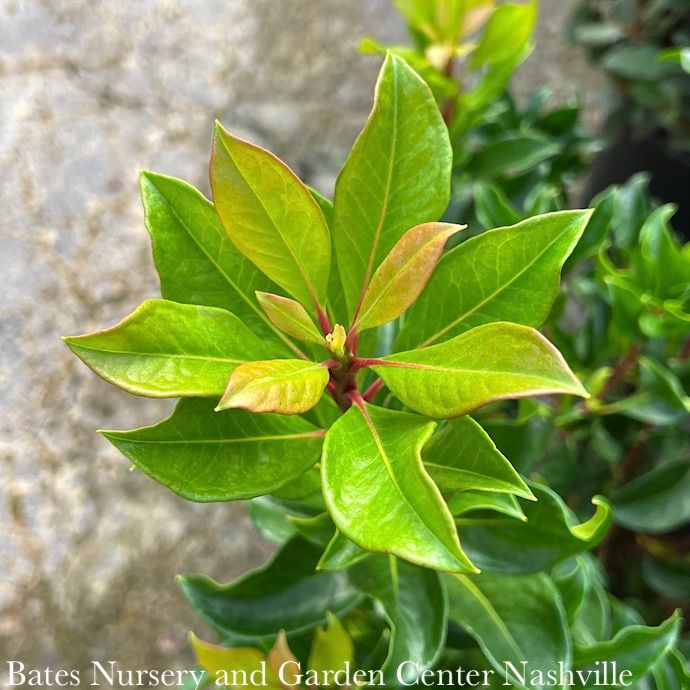 #2 Kalmia latifolia Olympic Fire/ Mountain LaurelNative (TN) - No Warranty