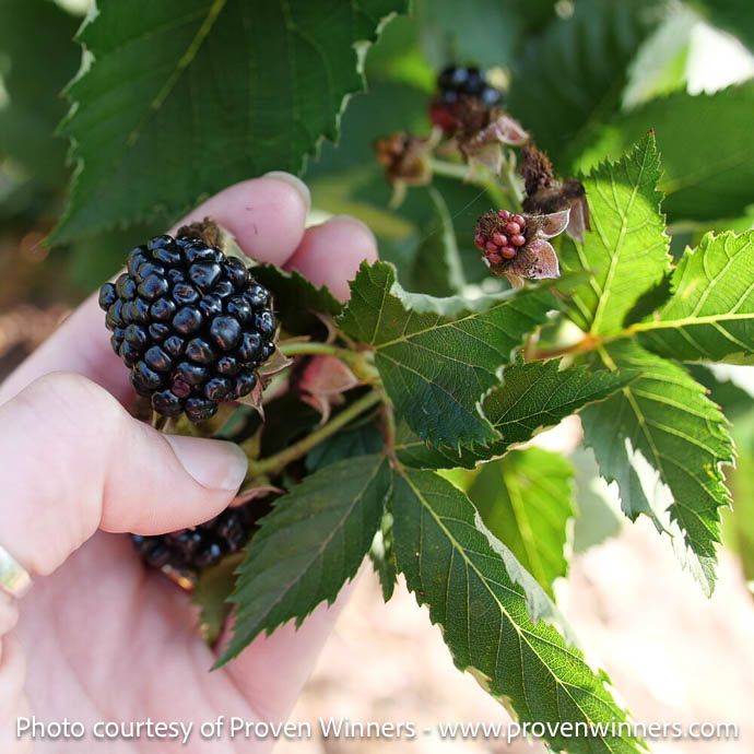 Edible #2 Rubus x PW Taste of Heaven/ Thornless Blackberry
