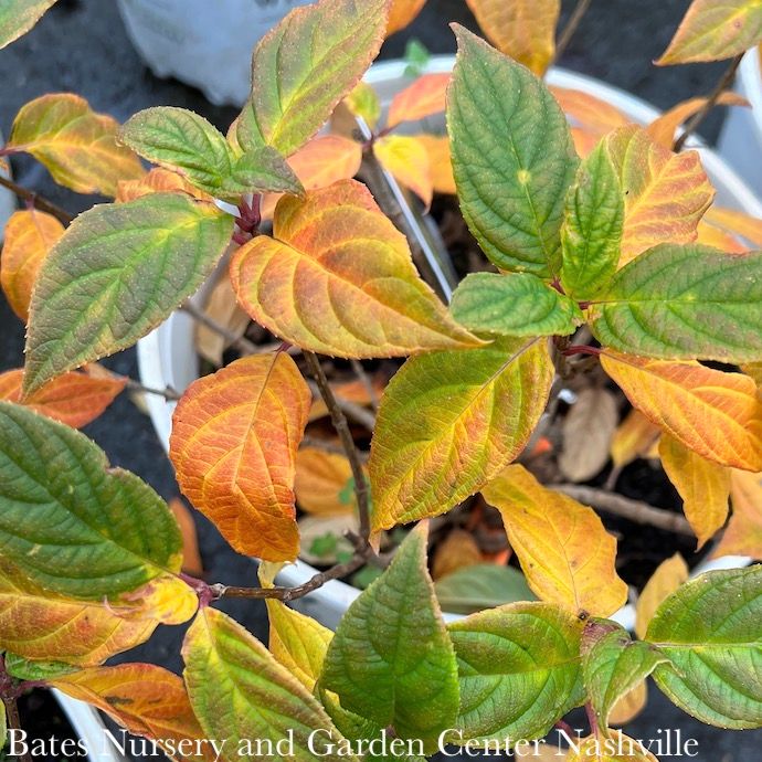 #2 Hydrangea pan PW Little Lime/ Panicle White
