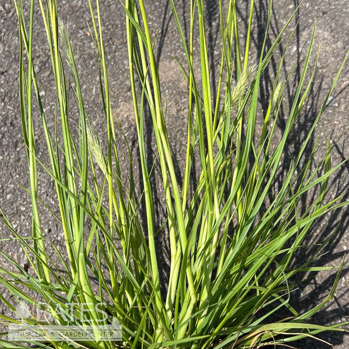 #1 Grass Pennisetum alop Yellow Ribbon/ Golden Fountain