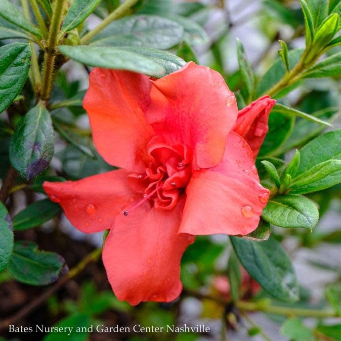 #7 Azalea x Encore Autumn Embers/ Repeat Red Dwarf