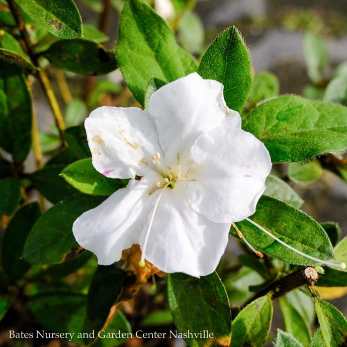 #7 Azalea x Encore Autumn Lily/ Repeat White