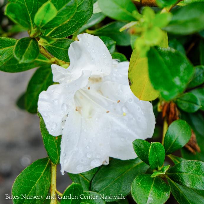 #7 Azalea x Encore Autumn Angel/ Repeat Dwarf White