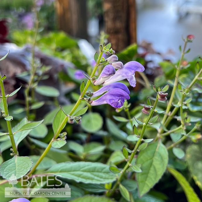 #1 Scutellaria  x Bumblebee Blues AB/ Skullcap