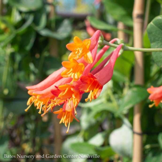 #1 Lonicera semp Major Wheeler/ Red Coral Honeysuckle Native (TN)