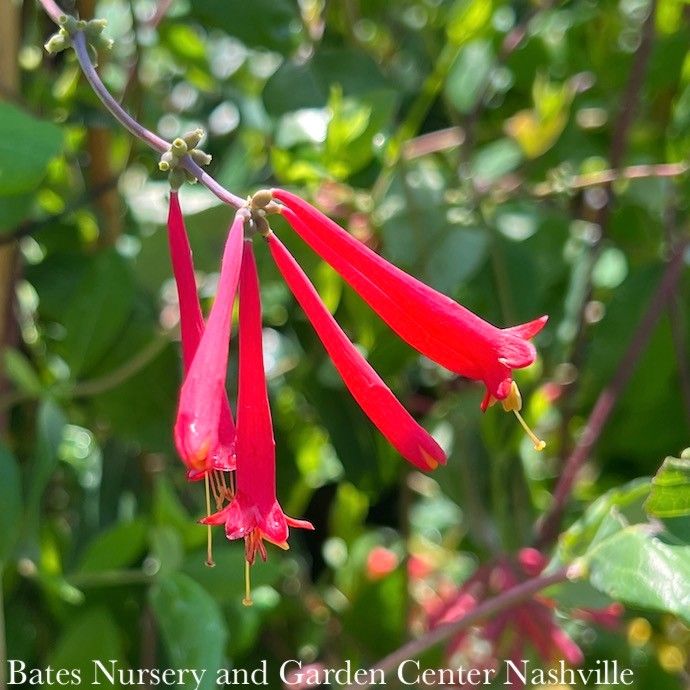 #1 Lonicera semp Major Wheeler/ Red Coral Honeysuckle Native (TN)