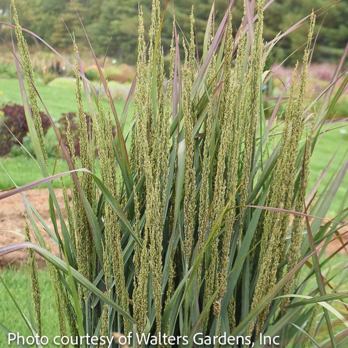 #1 Grass Panicum virg Prairie Winds 'Blue Spear'/ Switch Native (TN)