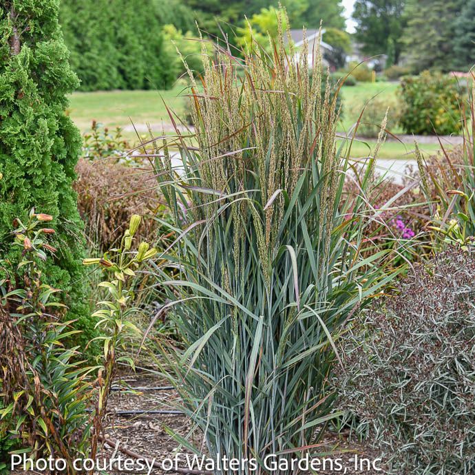 #1 Grass Panicum virg Prairie Winds 'Blue Spear'/ Switch Native (TN)