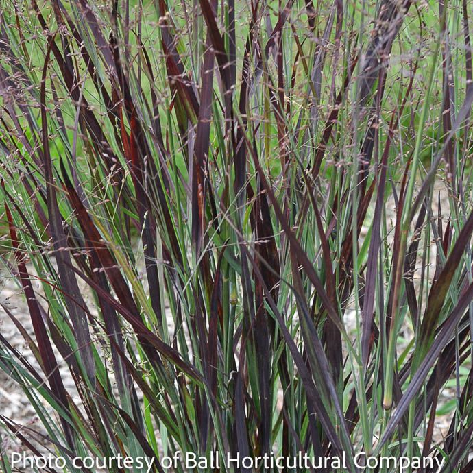 #1 Grass Panicum virg Blood Brothers/ Switch Native (TN)