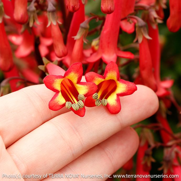 #1 Phygelius Colorburst 'Red'/ Cape Fuchsia