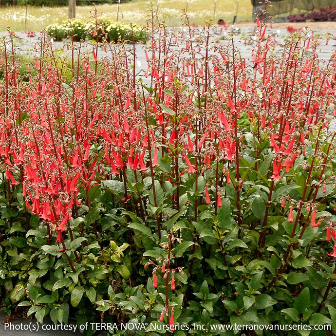 #1 Phygelius Colorburst 'Red'/ Cape Fuchsia