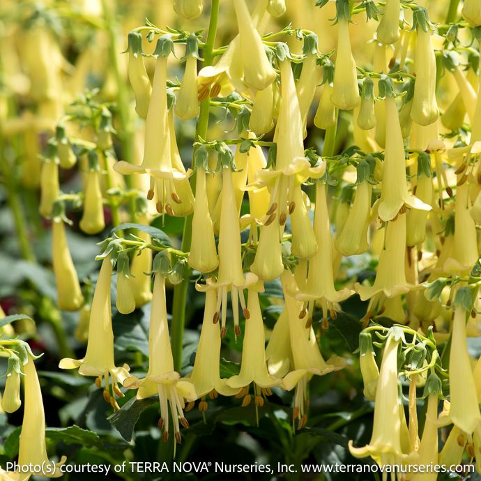 #1 Phygelius Colorburst 'Yellow'/ Cape Fuchsia