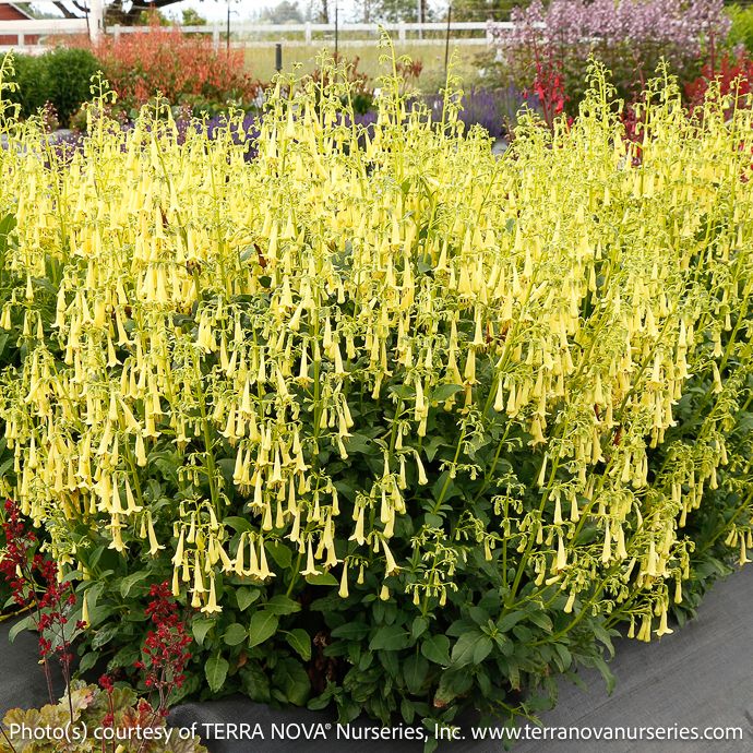 #1 Phygelius Colorburst 'Yellow'/ Cape Fuchsia