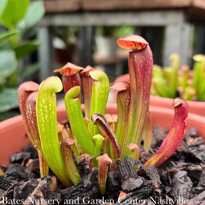 #1 Carnivorous Sarracenia Bug Bat/ Pitcher Plant Tropical