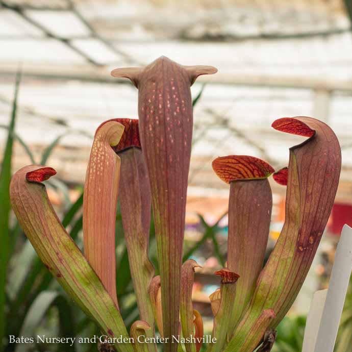#1 Carnivorous Sarracenia Bug Bat/ Pitcher Plant Tropical