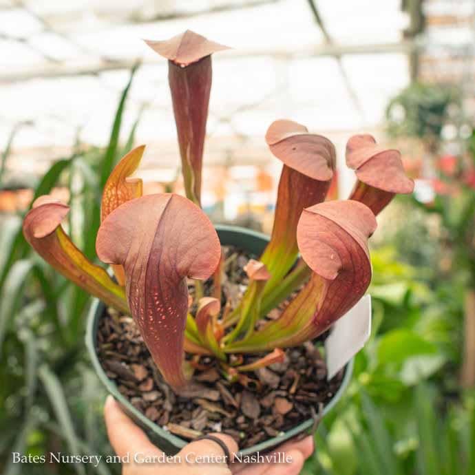 #1 Carnivorous Sarracenia Bug Bat/ Pitcher Plant Tropical