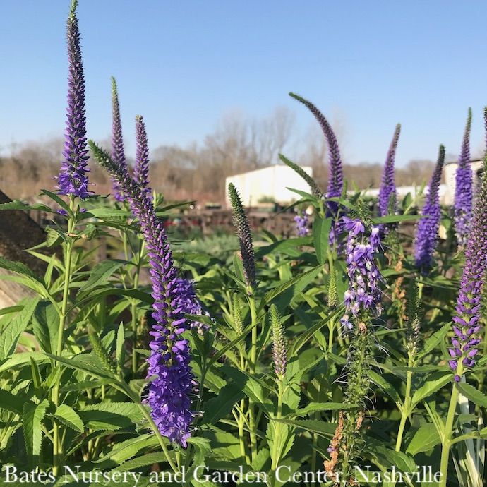 #1 Veronica long Vernique 'Shining Sea'/ Speedwell