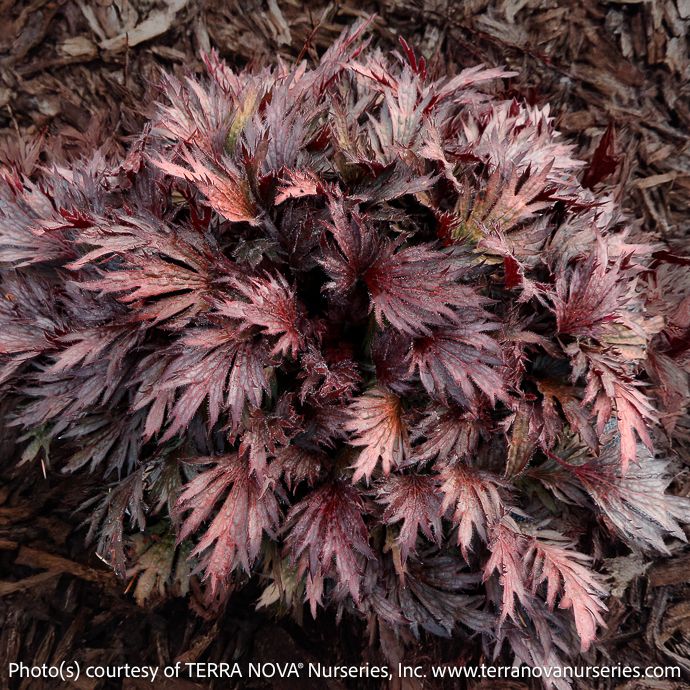 #1s Heuchera Fyre Wing 'Rhodonite'/ Coral Bells
